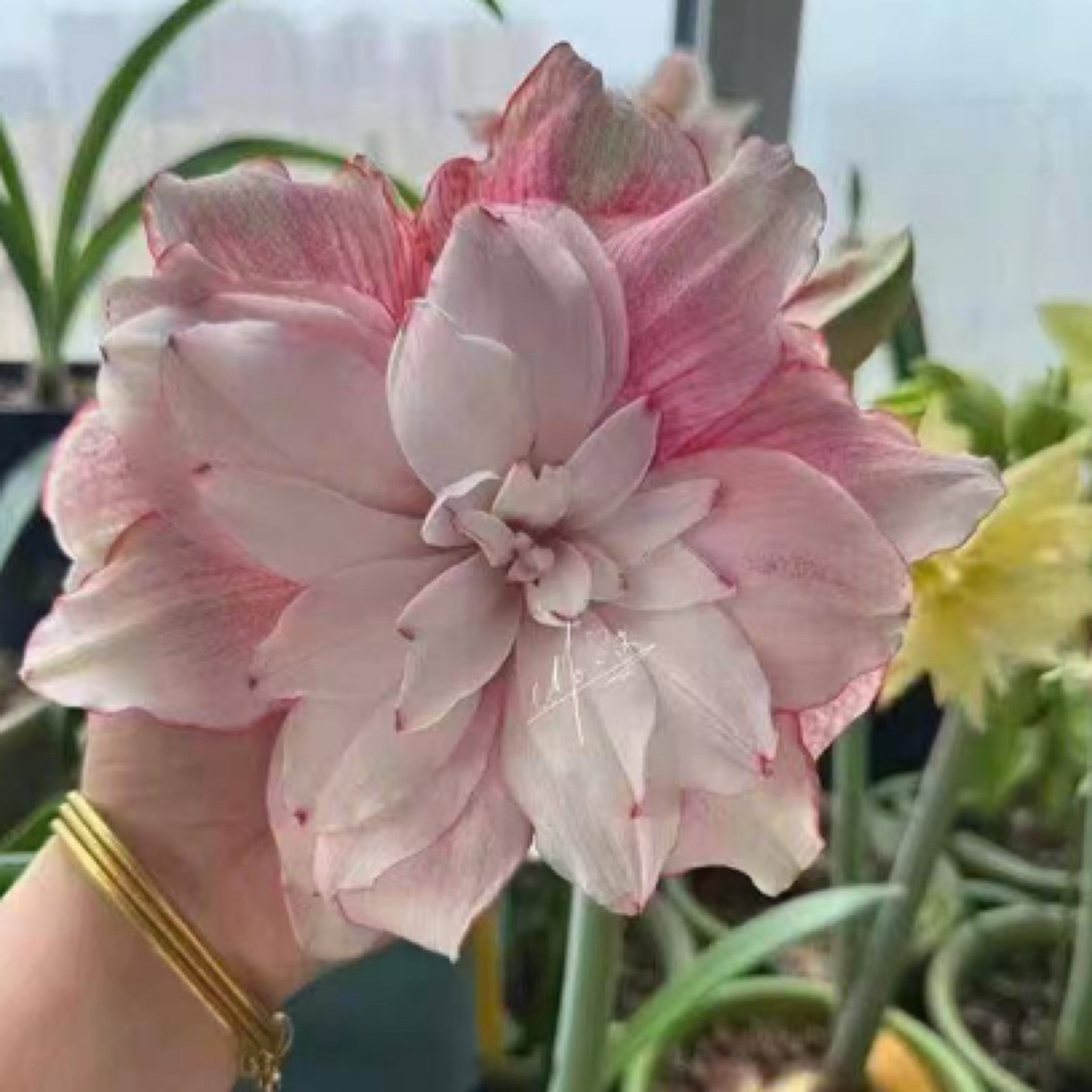 台朱朱顶红 珍妮弗 乔安娜  新娘捧花  恩典