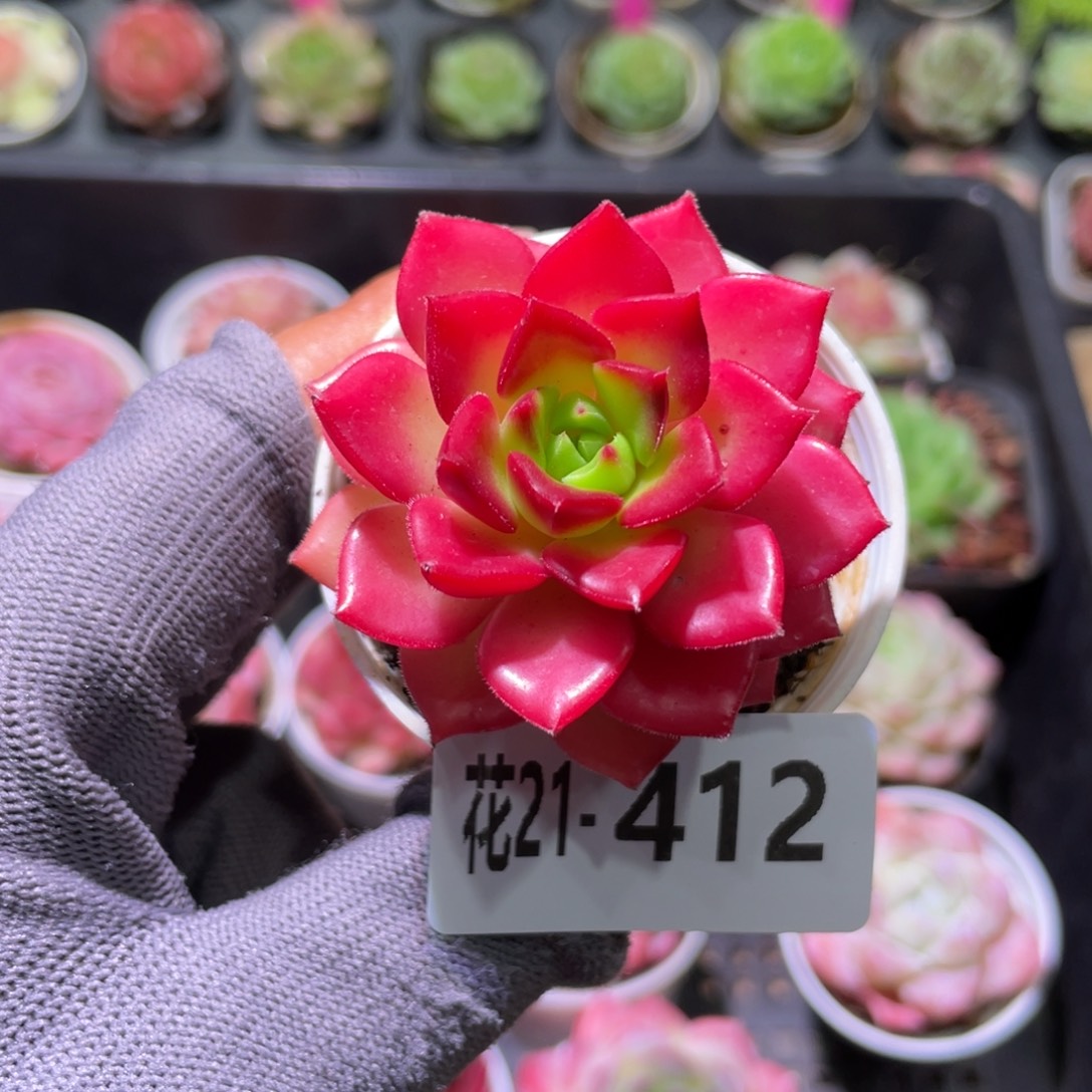花利美21-412蒂亚