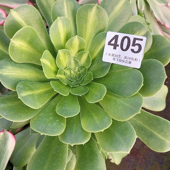 405多肉植物翡翠琉璃