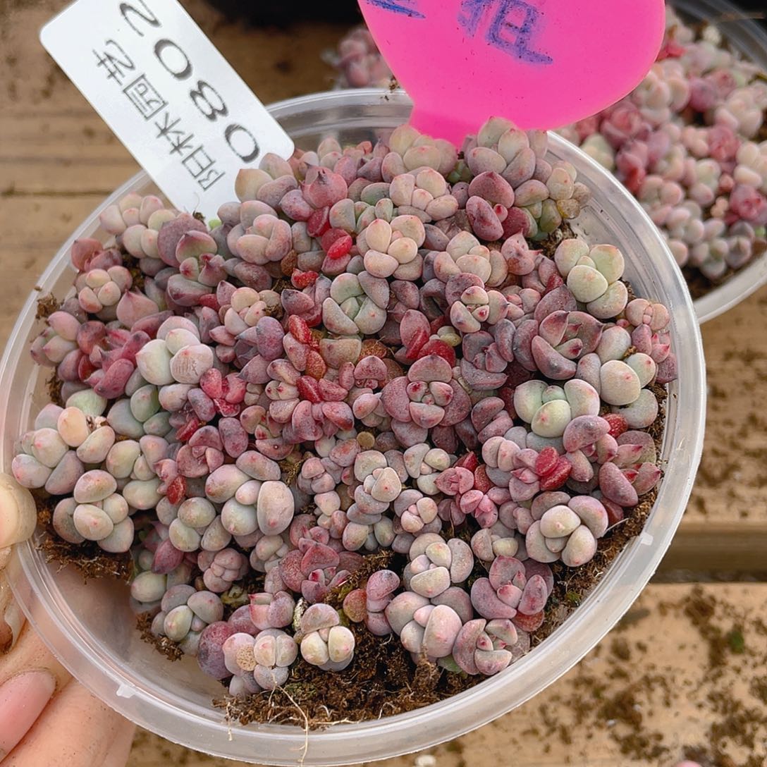 量拍的多肉植物多肉植物802