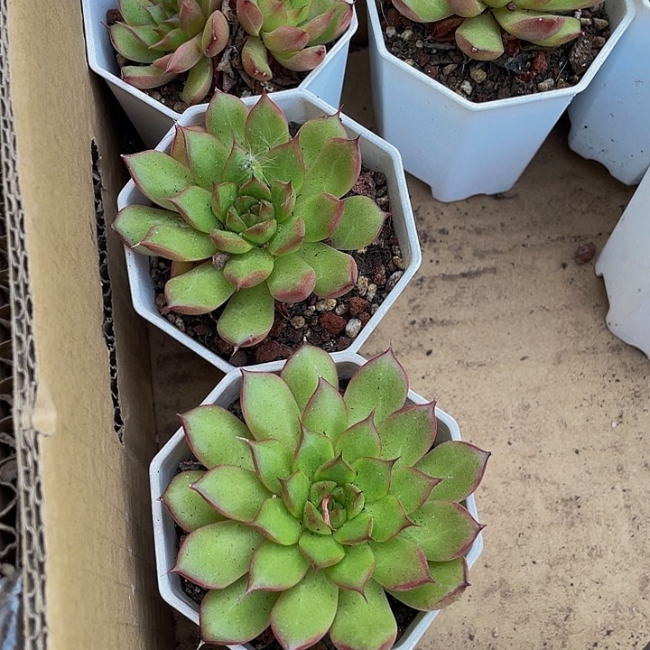 八角盆仙子带盆土发处理