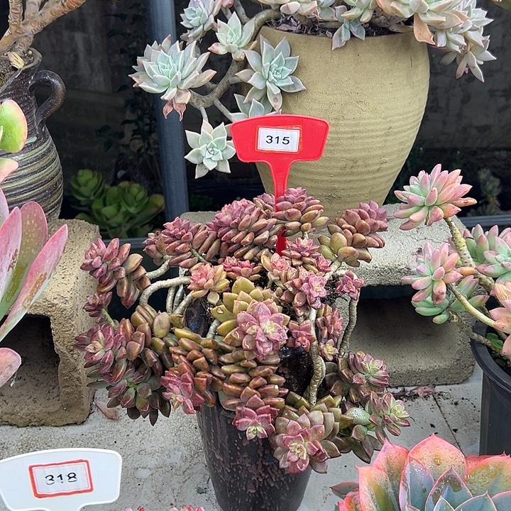 清***巷姬胧月多肉植物提取315