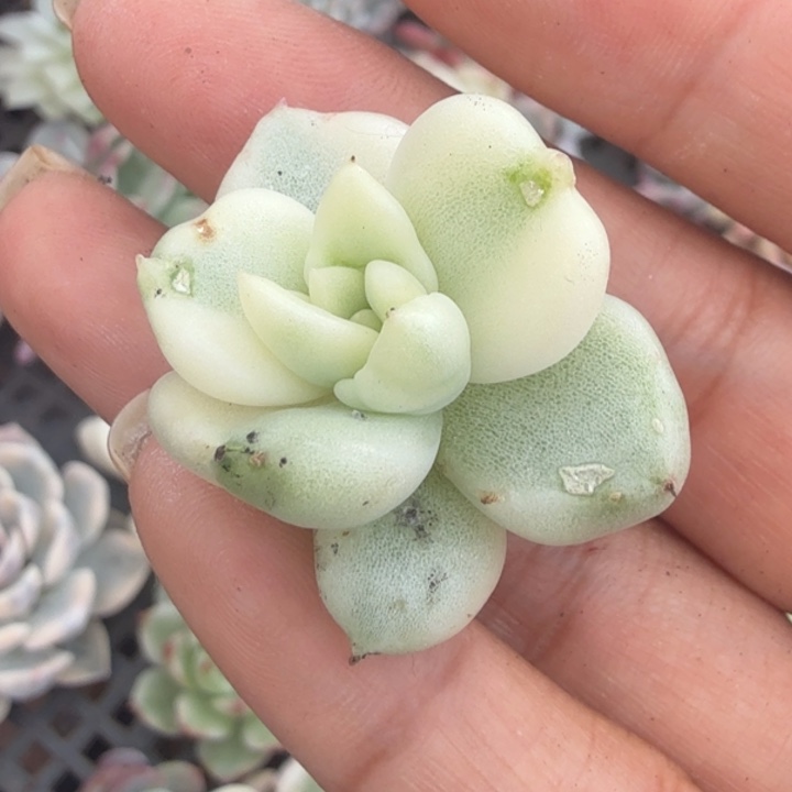 奶油鳄梨锦腹轮锦无根