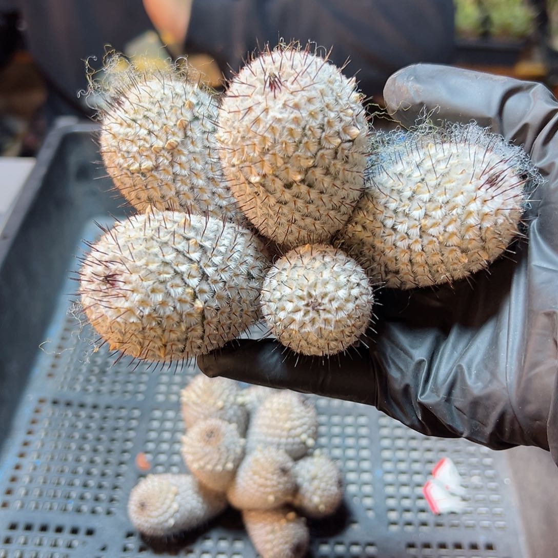 苗接无根直刺佩蕾群8.5公分