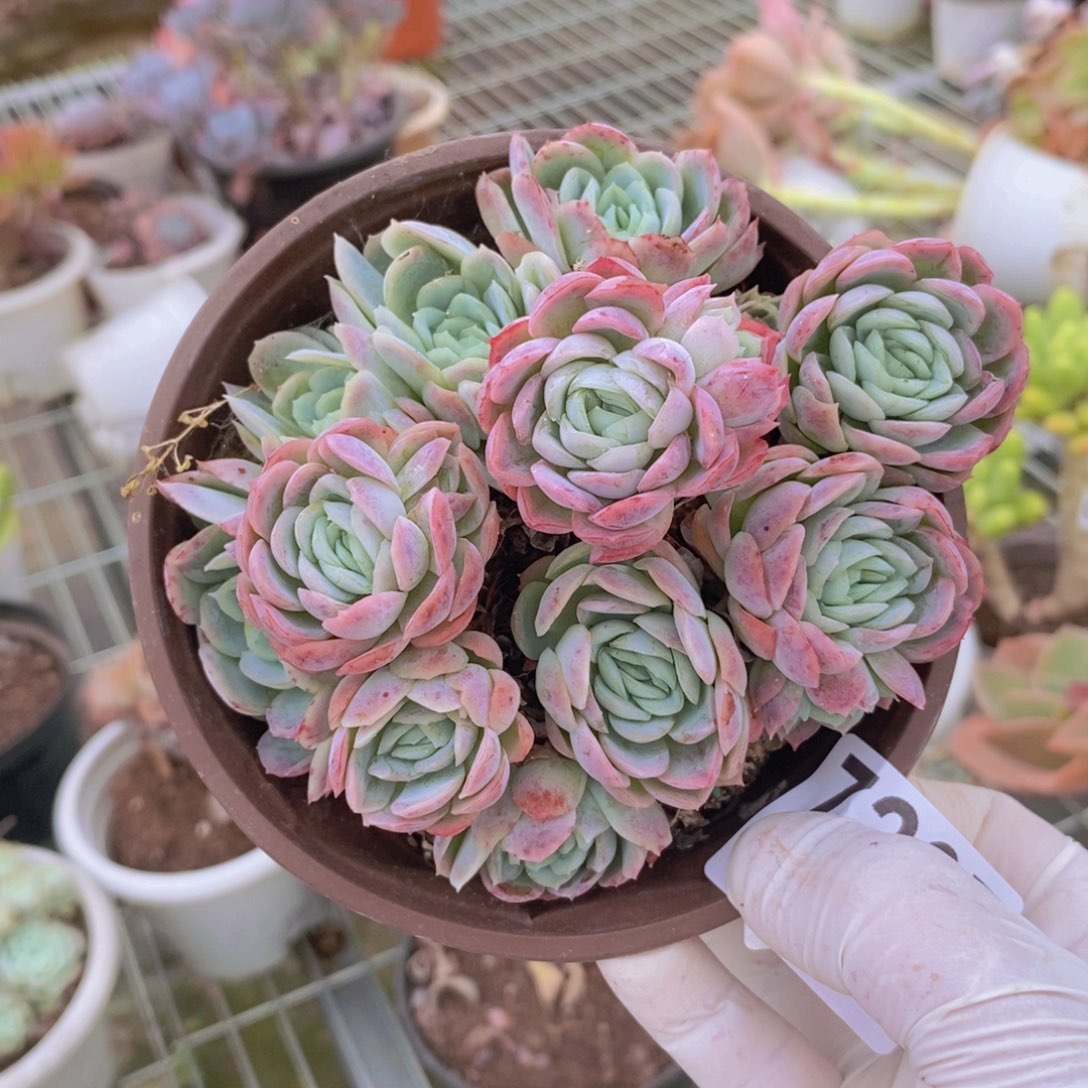 7207冰梅贝瑞一物一拍