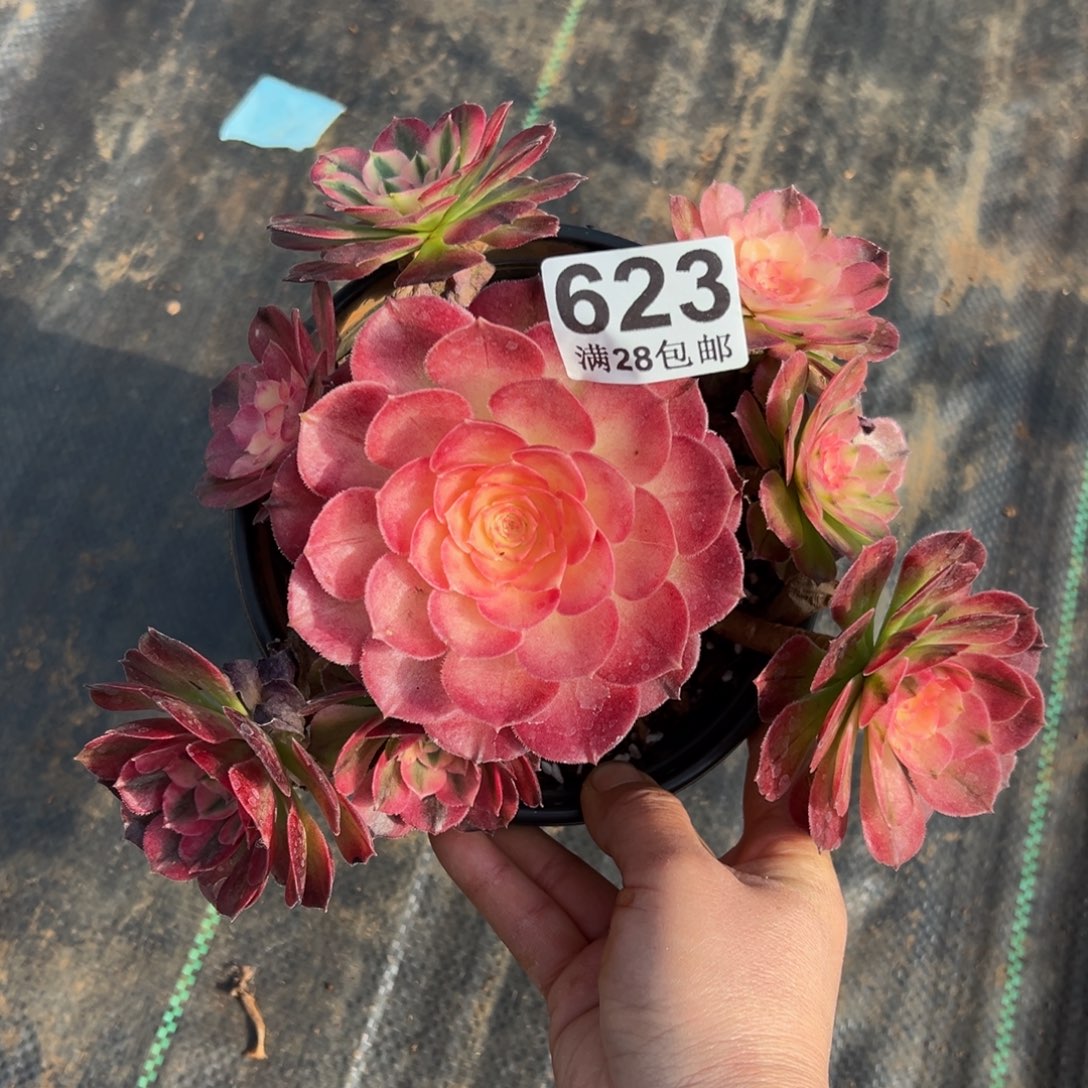 多肉植物623荔枝