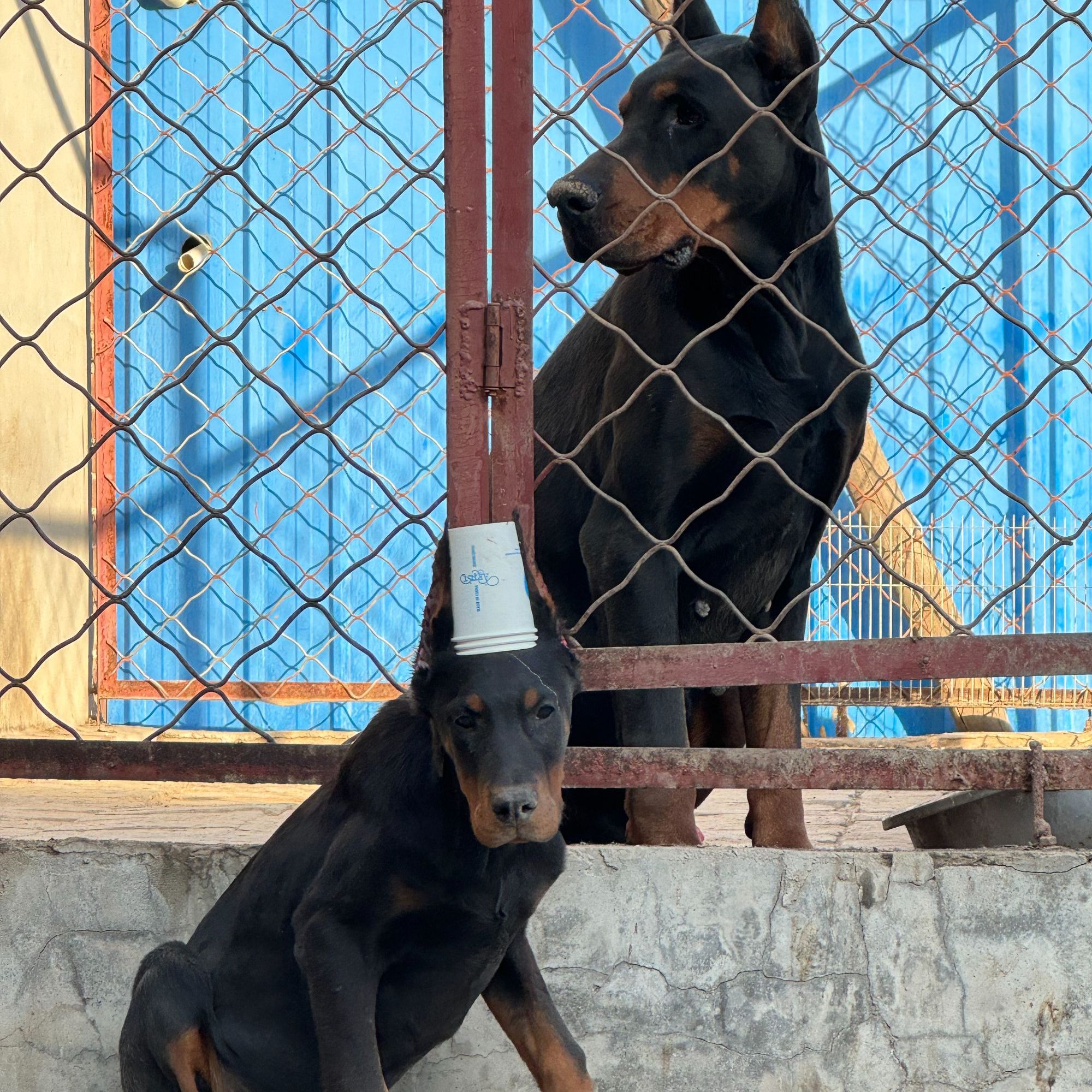 《妍汐杜宾》杜宾狗狗活体