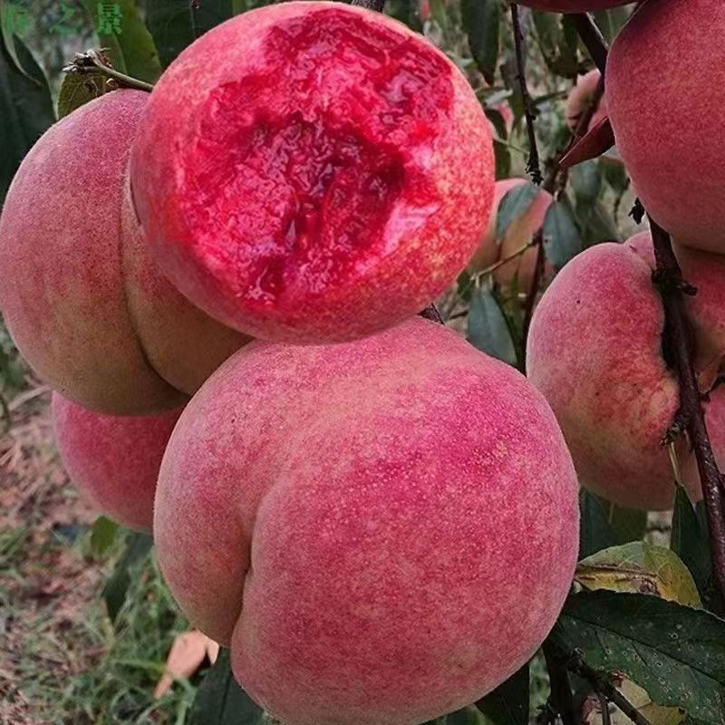 嫁接血桃树苗盆栽地栽南北方都可种植