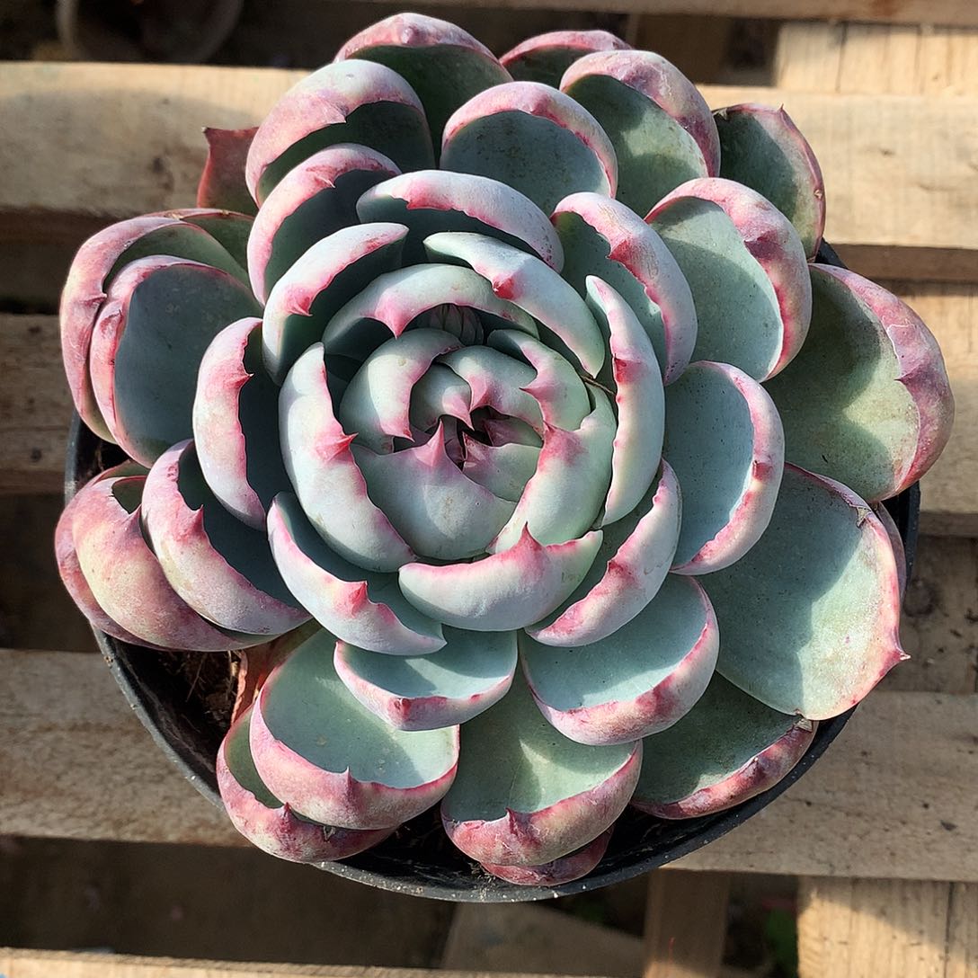 惊鸿仙子一物一拍