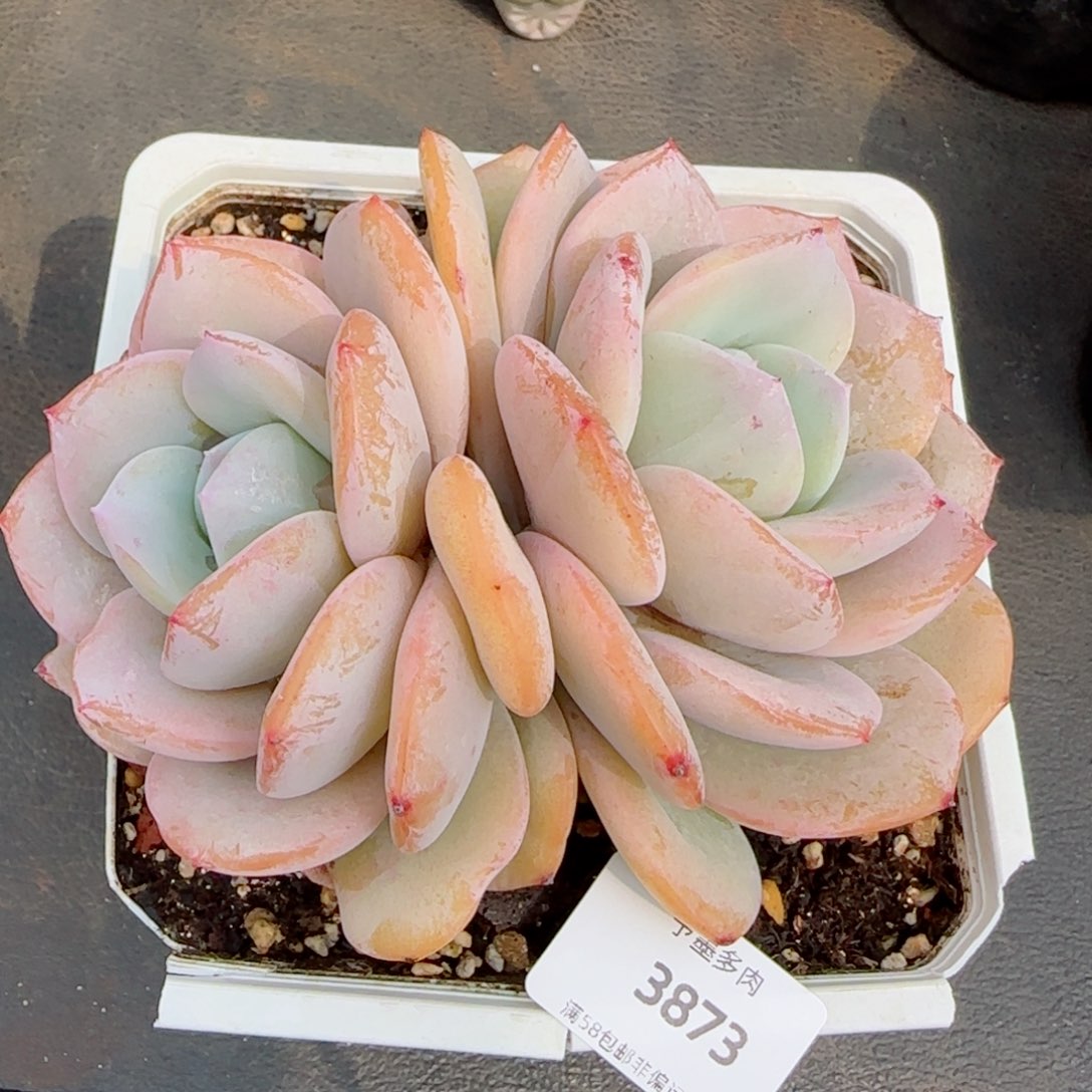 奶茶，3873多肉植物