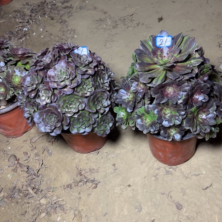 多肉植物两个法师21