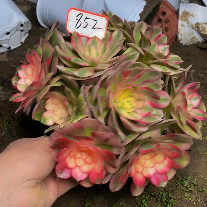 荔枝老桩法师852号