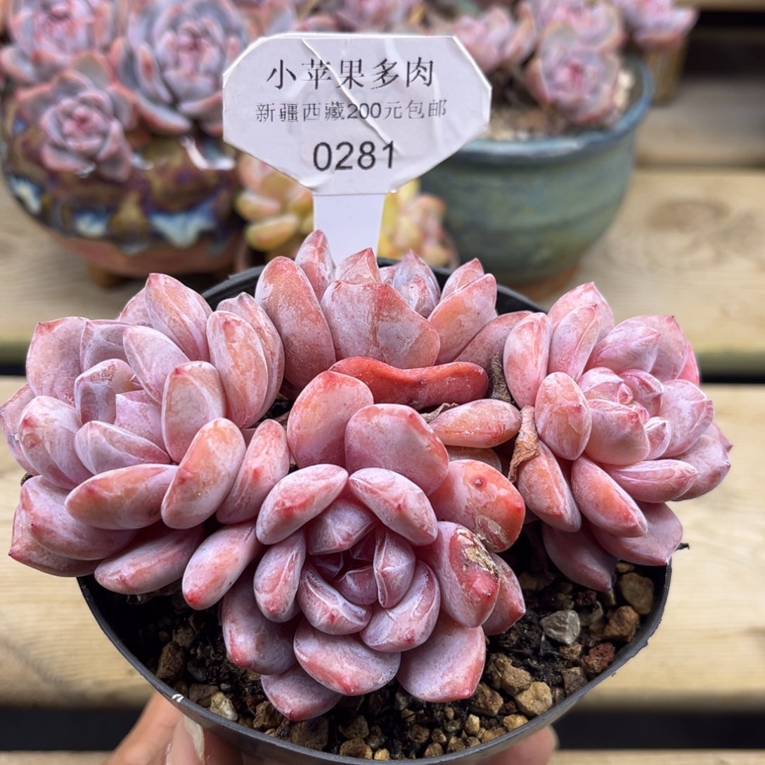 粉底紫心281/13cm4头