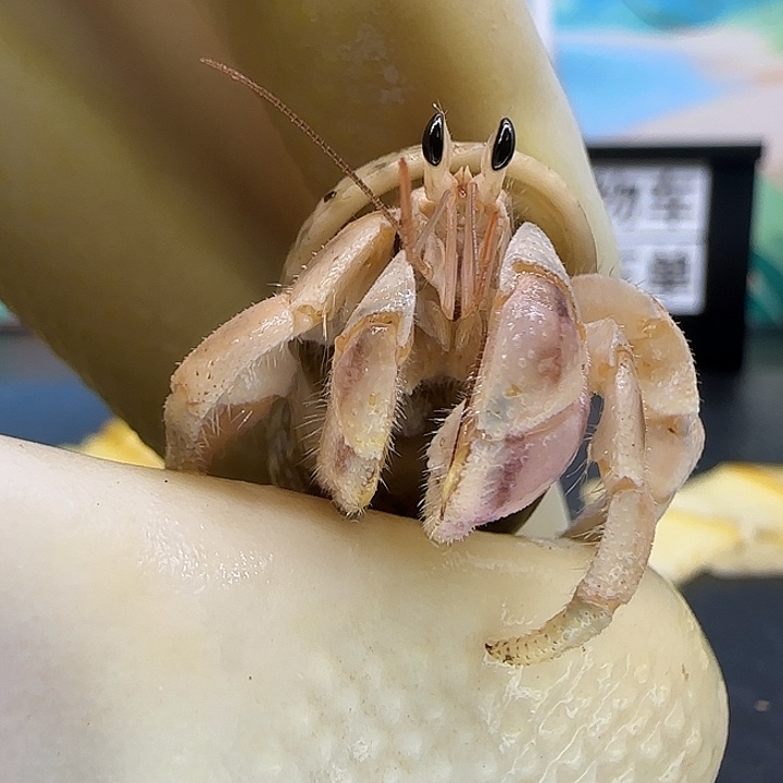 A26粉钳紫陆豆1.2cm口径