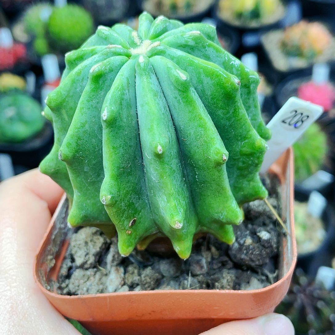 无刺王冠龙非偏远地区满25发货仙人球