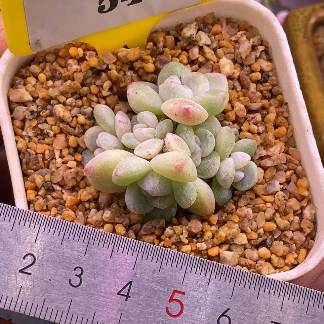 154冰玉小脸6头群福利……