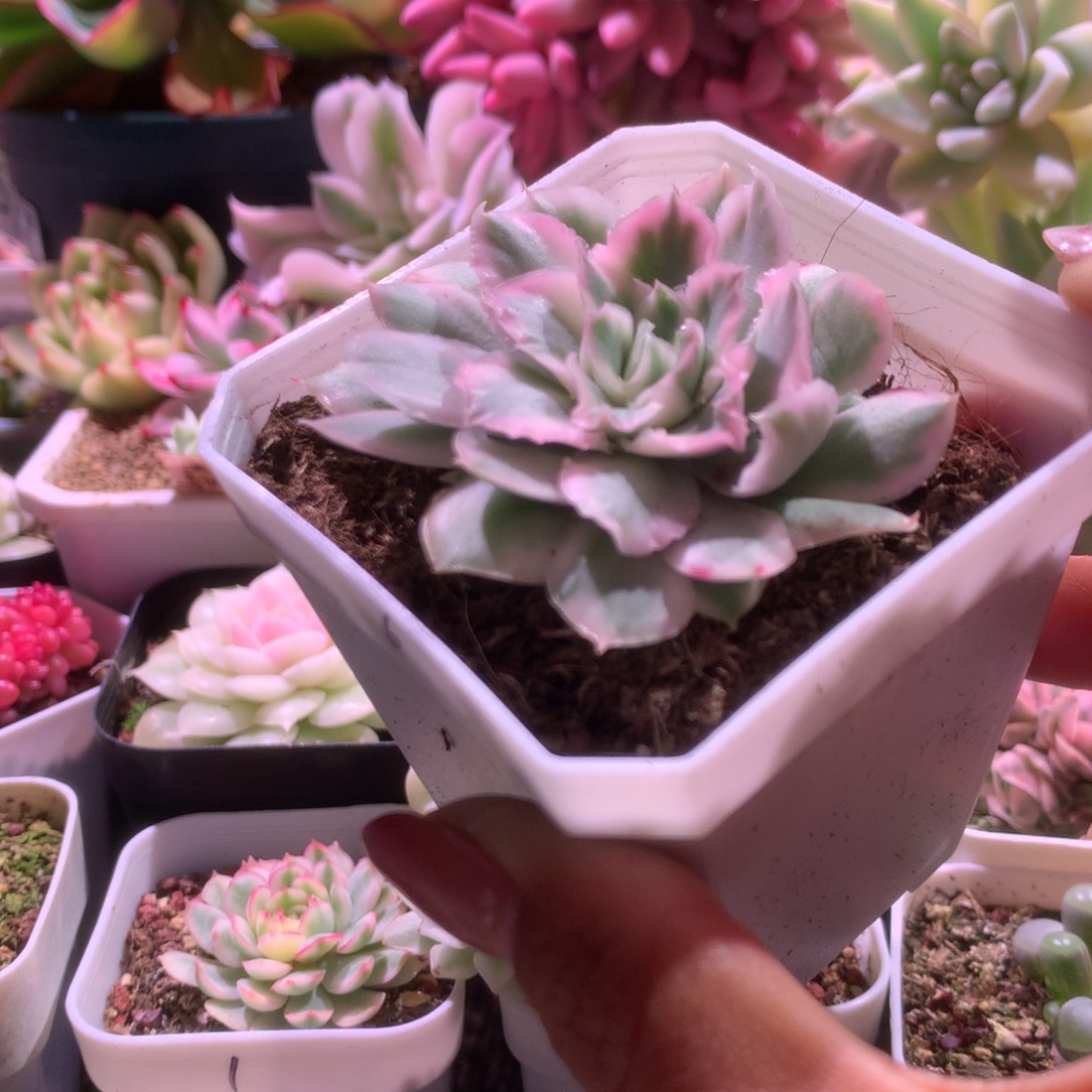 紫蝴蝶覆轮锦有根