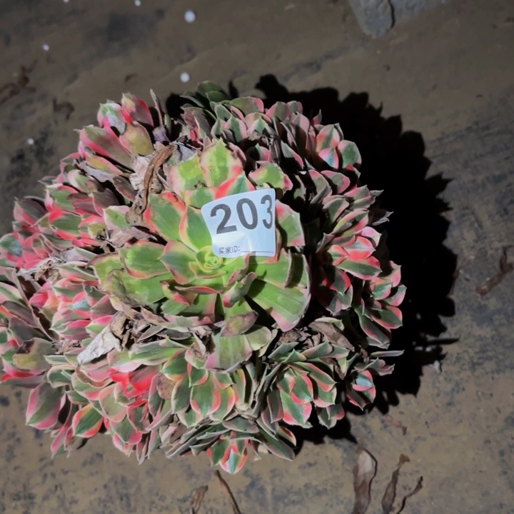203皇后多肉植物不售后