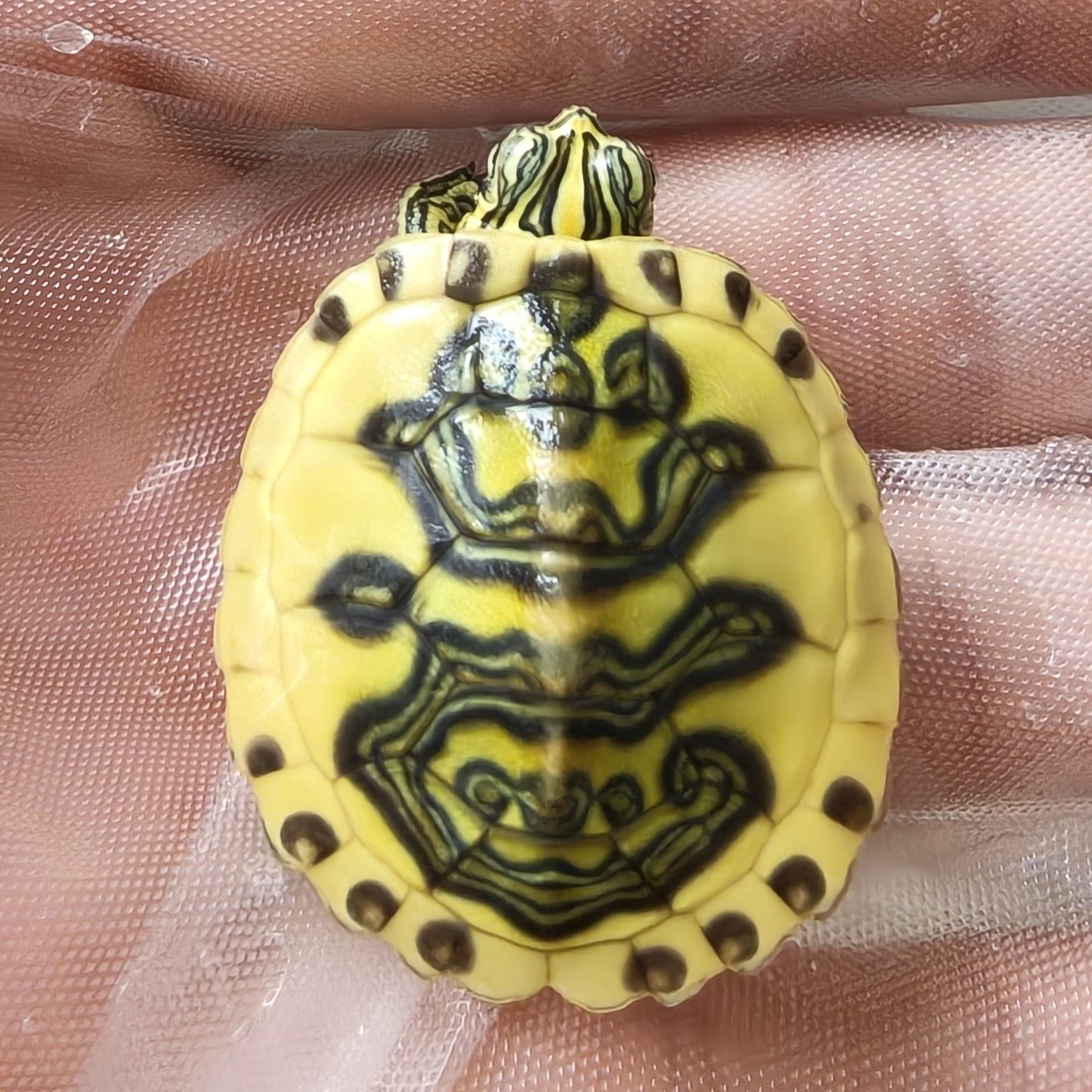 火焰龟直播专用链接（一）