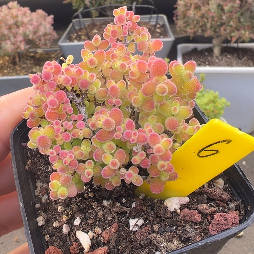 蜜橘糖球6号5.5cm盆