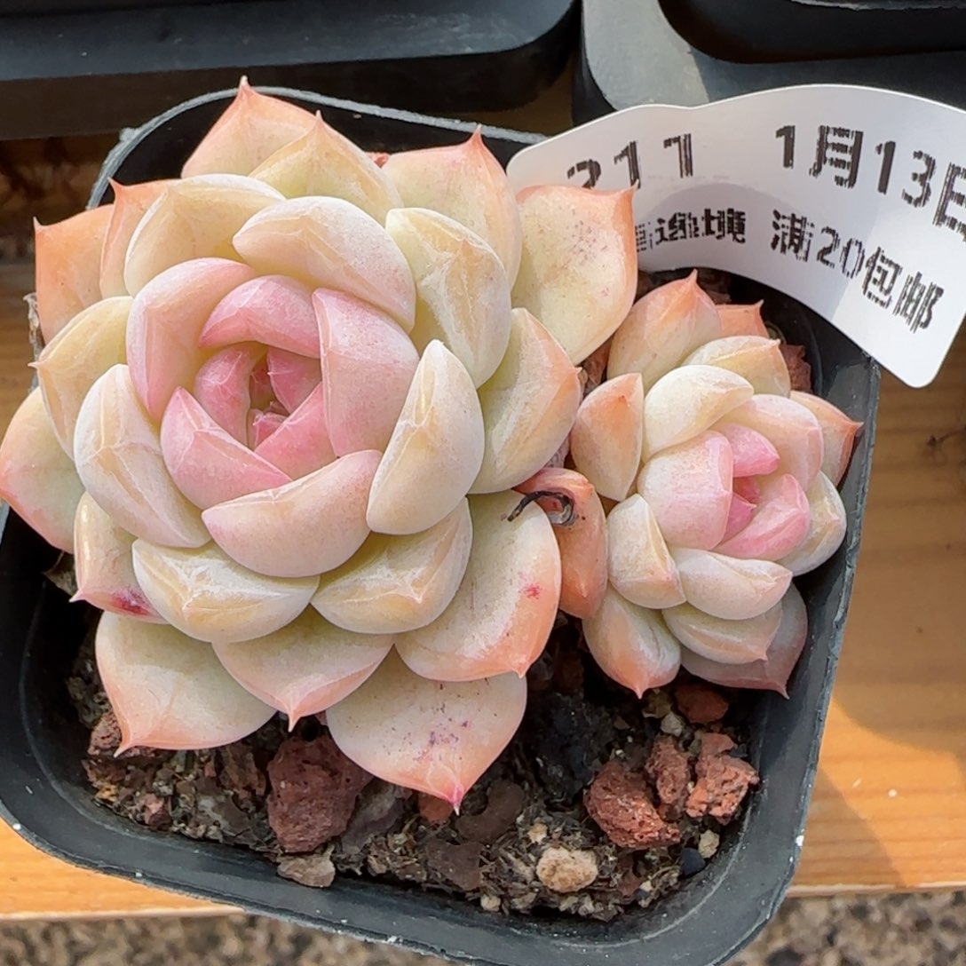 花语逸镜0113-211