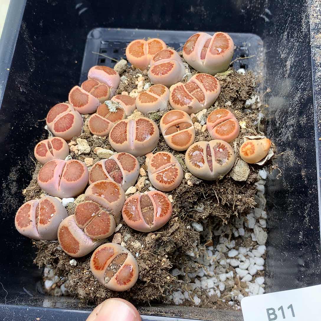 B11多肉植物保护
