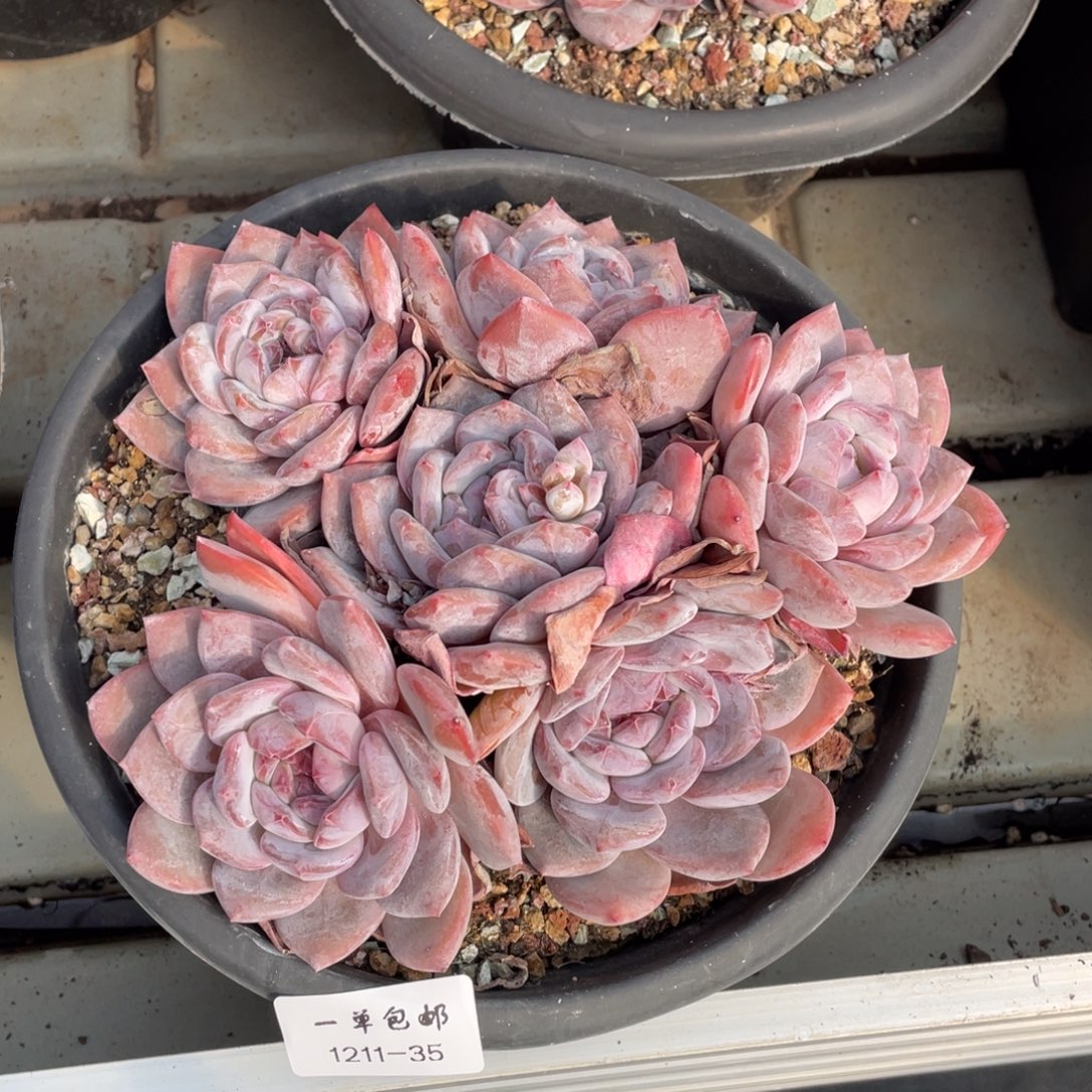 1211-35-星影。。。。。。。