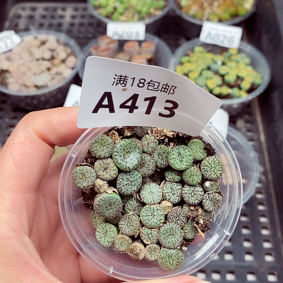 413啊啦啦啦啦啦啦