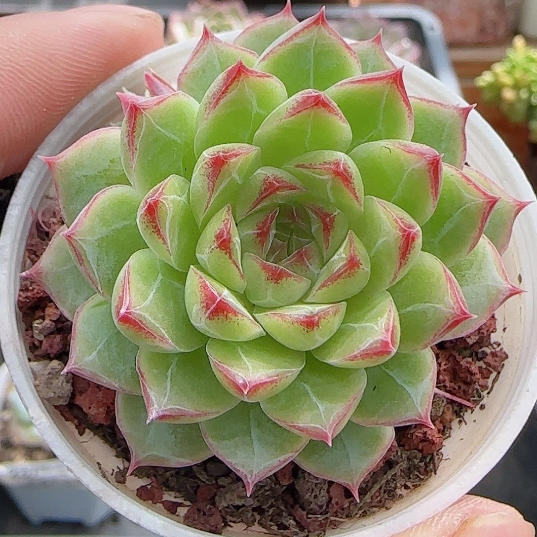 多肉0909-238女王玫瑰