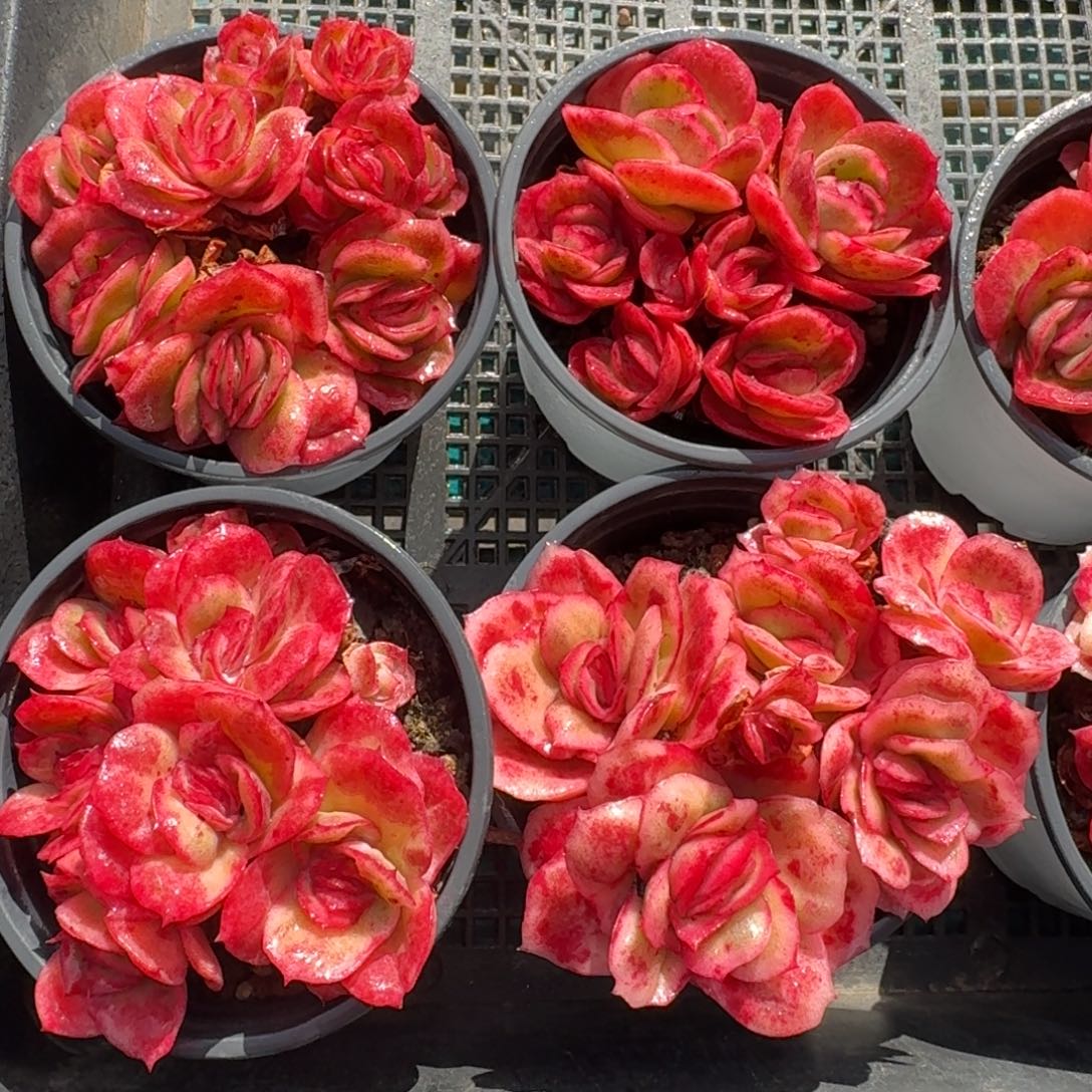 从前慢花园多肉编号1228-冰玫瑰锦