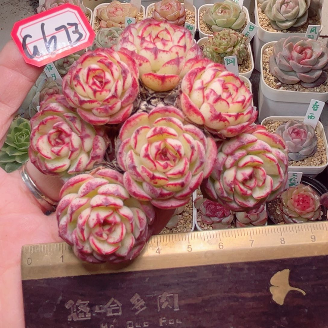 G673一物一拍 恐龙蛋