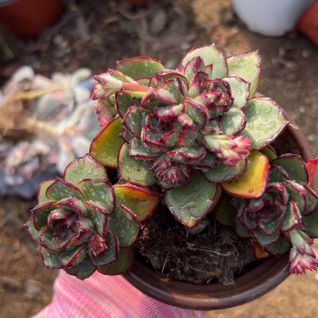 多头想我小心翼翼