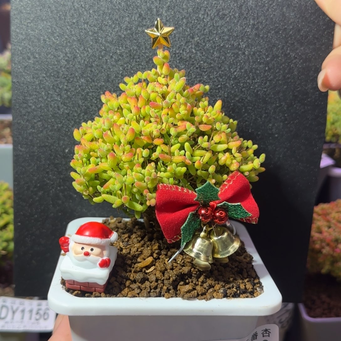 dy1138精控蜜橘圣诞树带配件