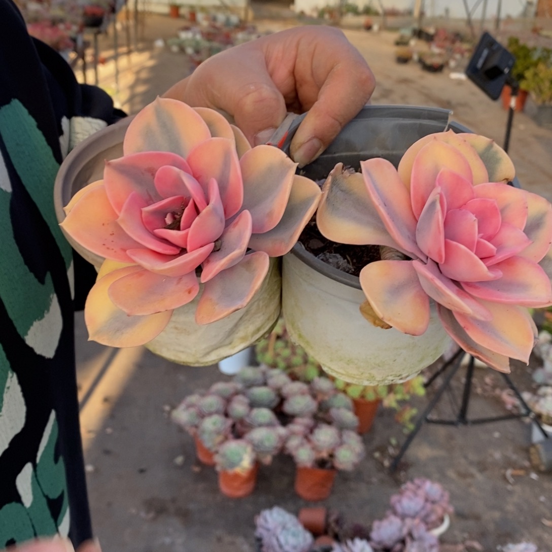 彩虹单头老桩两盆