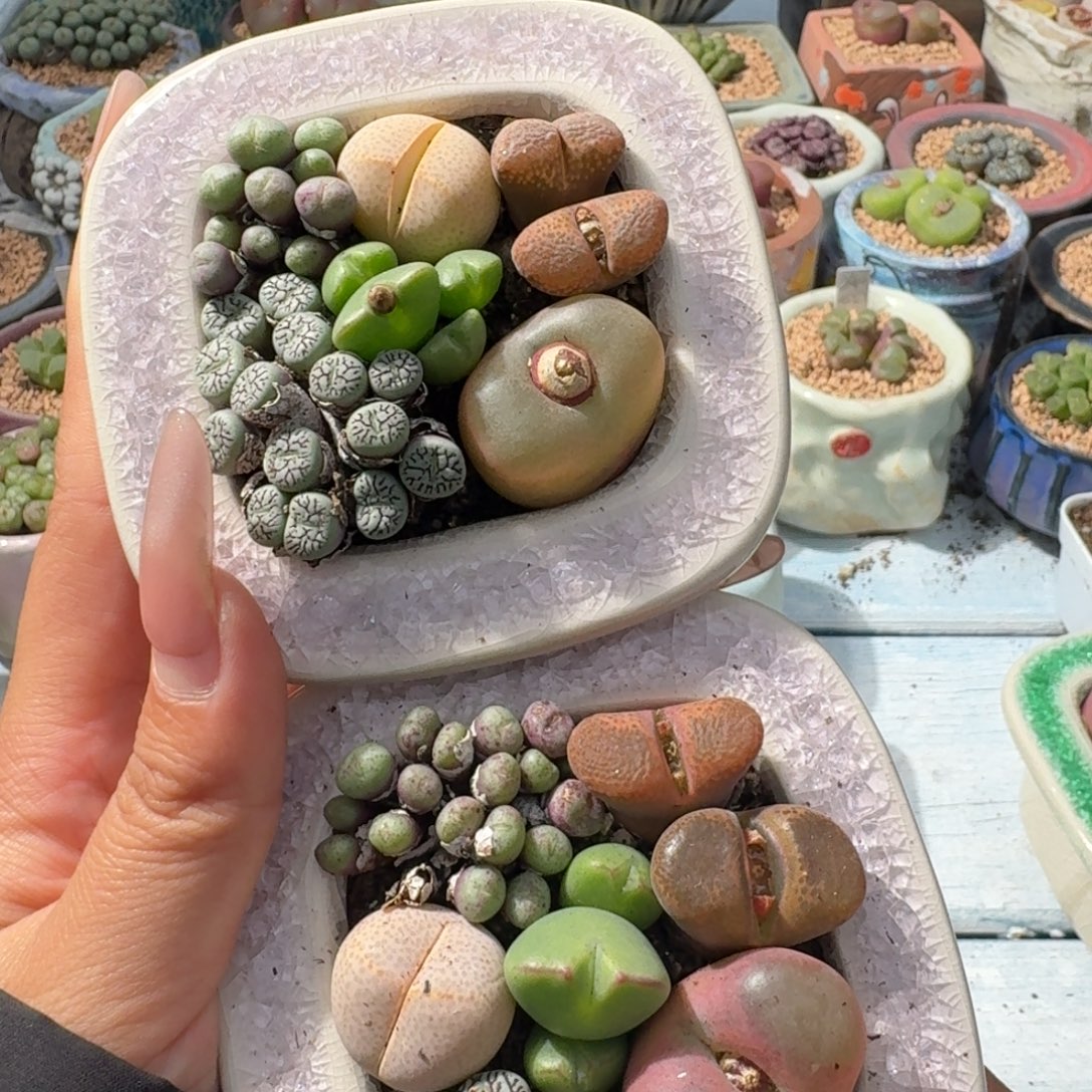 瓷盆福利组合一份保6颗