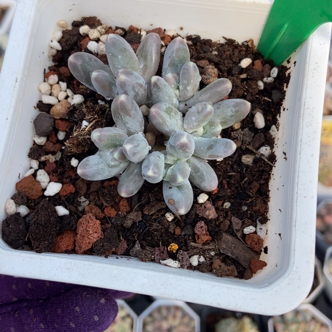 3132乌拉奶多肉植物