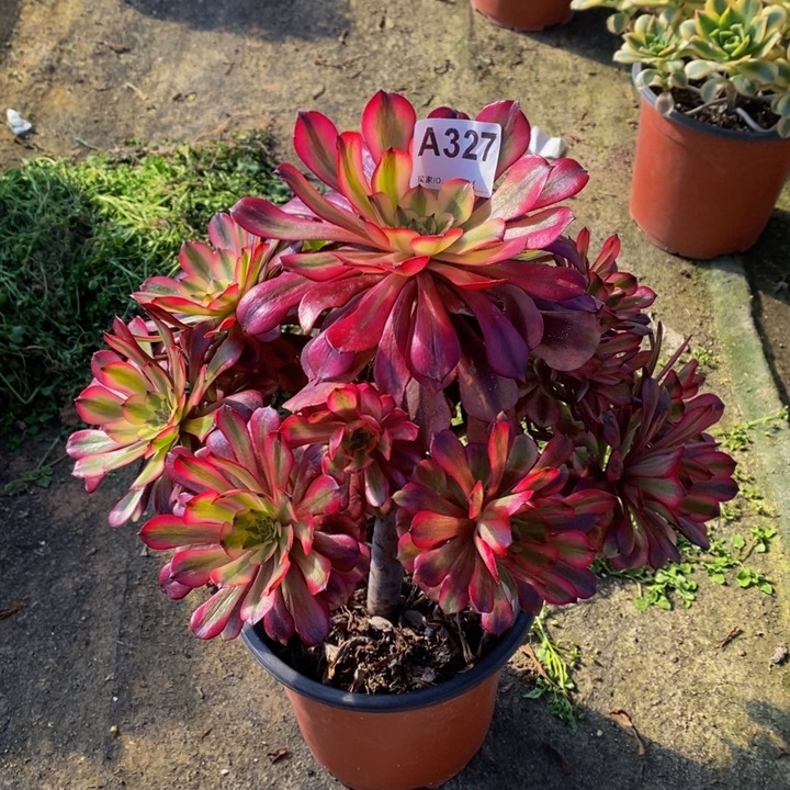 舞天姬多肉植物327