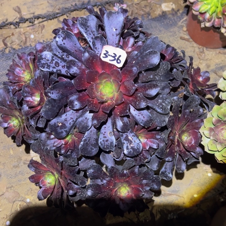 花纳多肉植物3-36