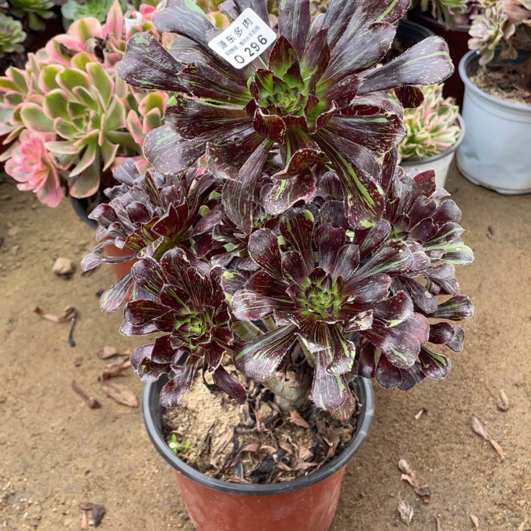 296魔法师多肉法师断枝不包