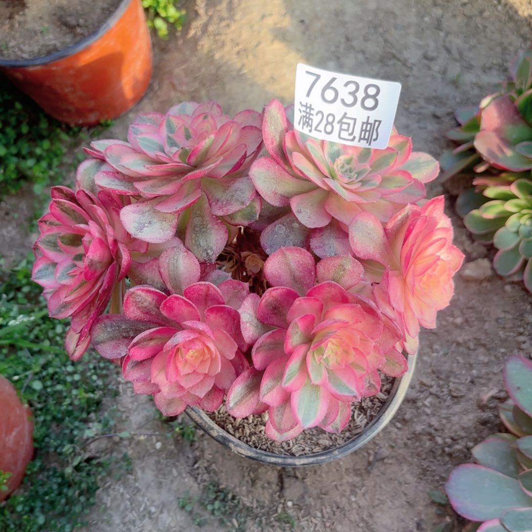 K. 7638倾城丛林多肉