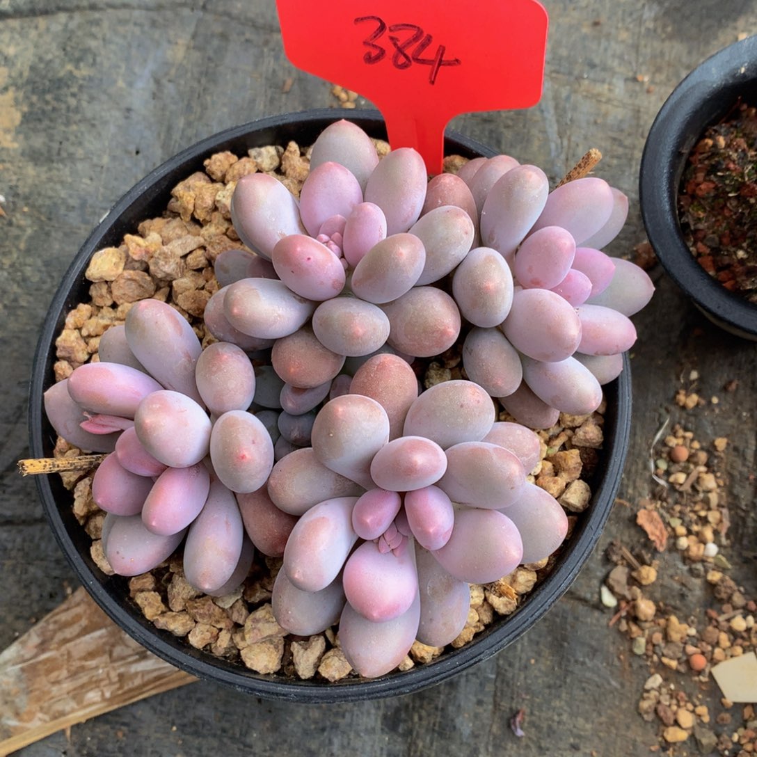 平***活七彩美人72727272727272