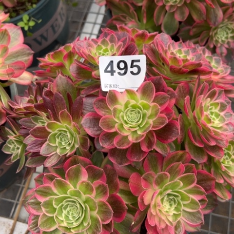 495海王20厘米左右有断枝