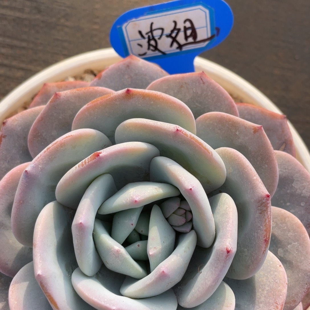 波****活姐姐我要买一个大