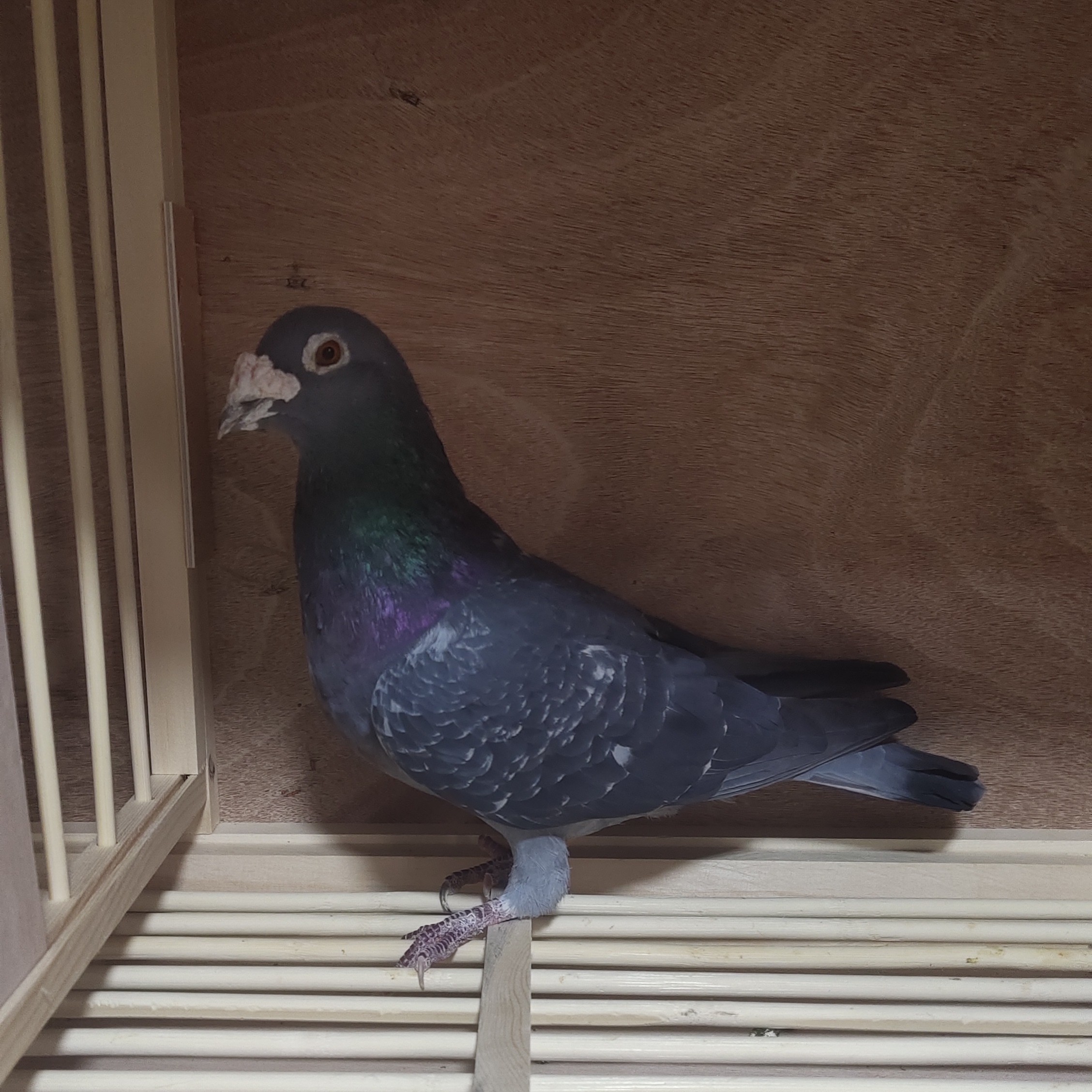 种鸽成绩鸽公棚鸽幼鸽