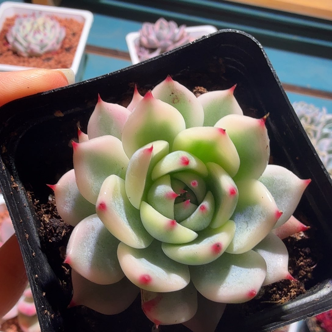 吉娃娃锦，多肉植物