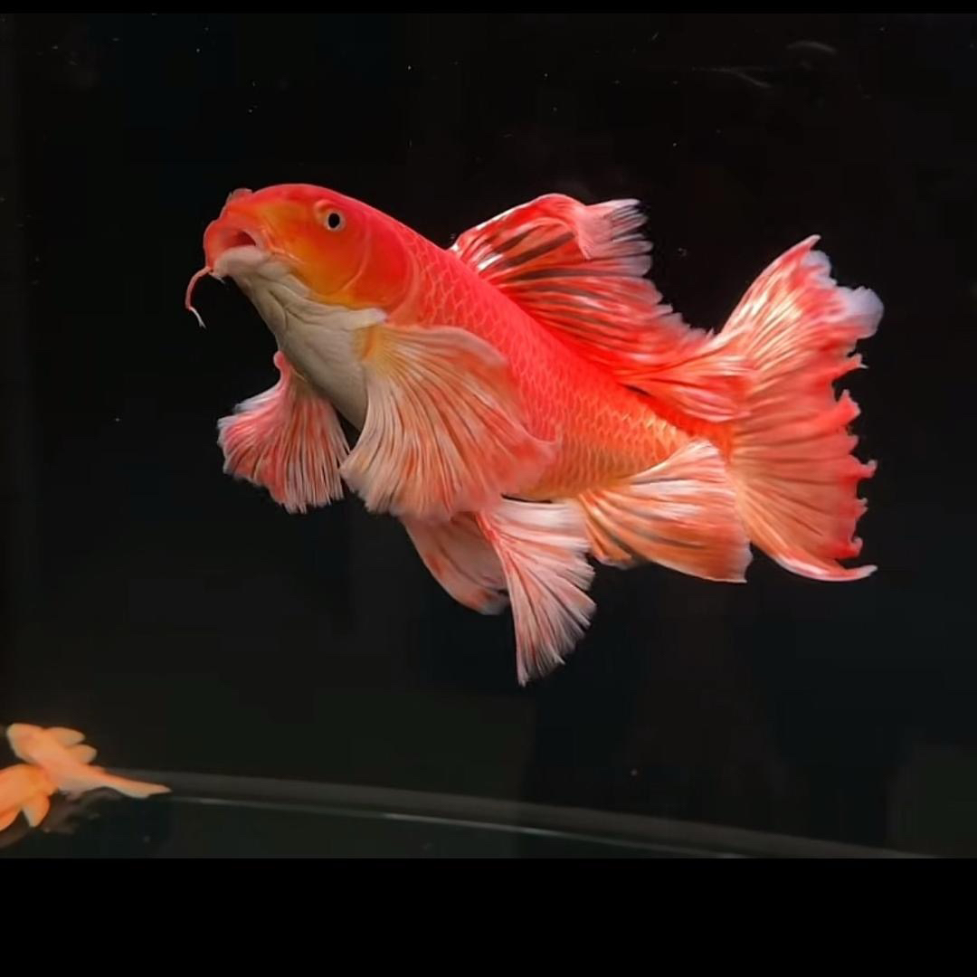 蝴蝶鲤短身球体 直播间码印灯效果 介意勿拍