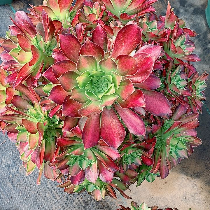 少华法师图片多肉植物