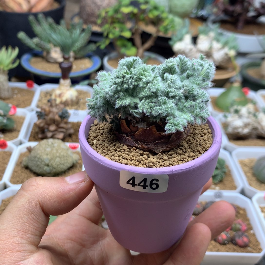 羽叶杨葵母本带盆多肉