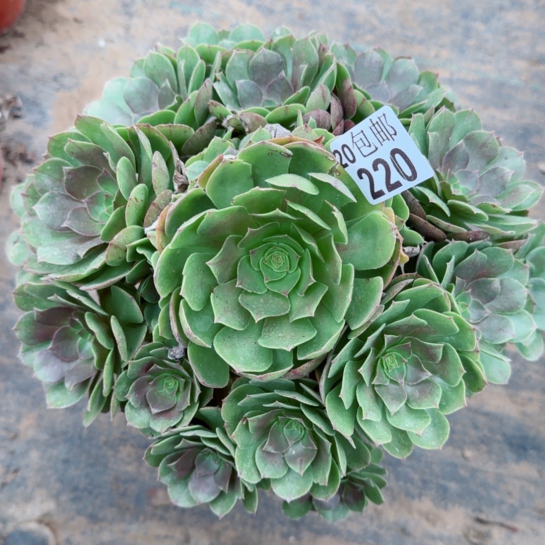 沙拉万220满20包邮断枝不包