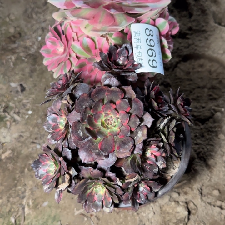 8969组合多肉植物